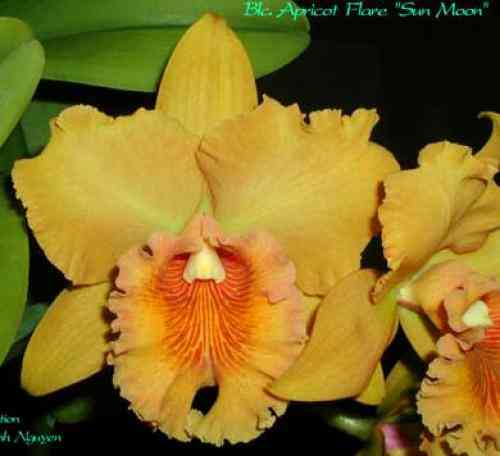 Brassolaeliocattleya Apricot Flare  Sun Moon ThanhNguyen